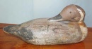 sleepingduck1